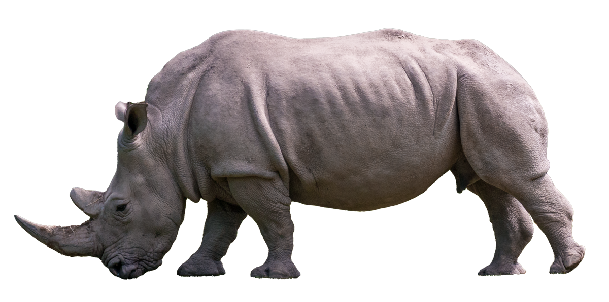 Detail Rhino Png Nomer 10