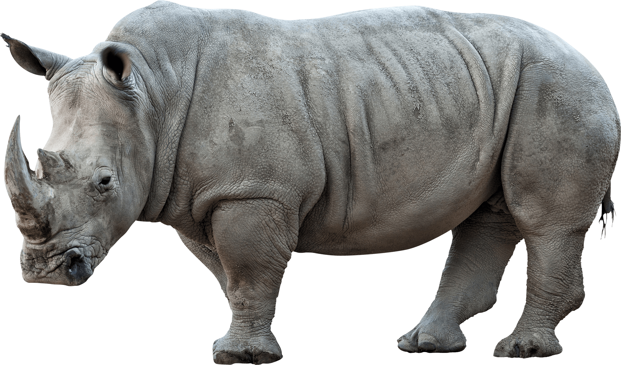 Detail Rhino Png Nomer 11