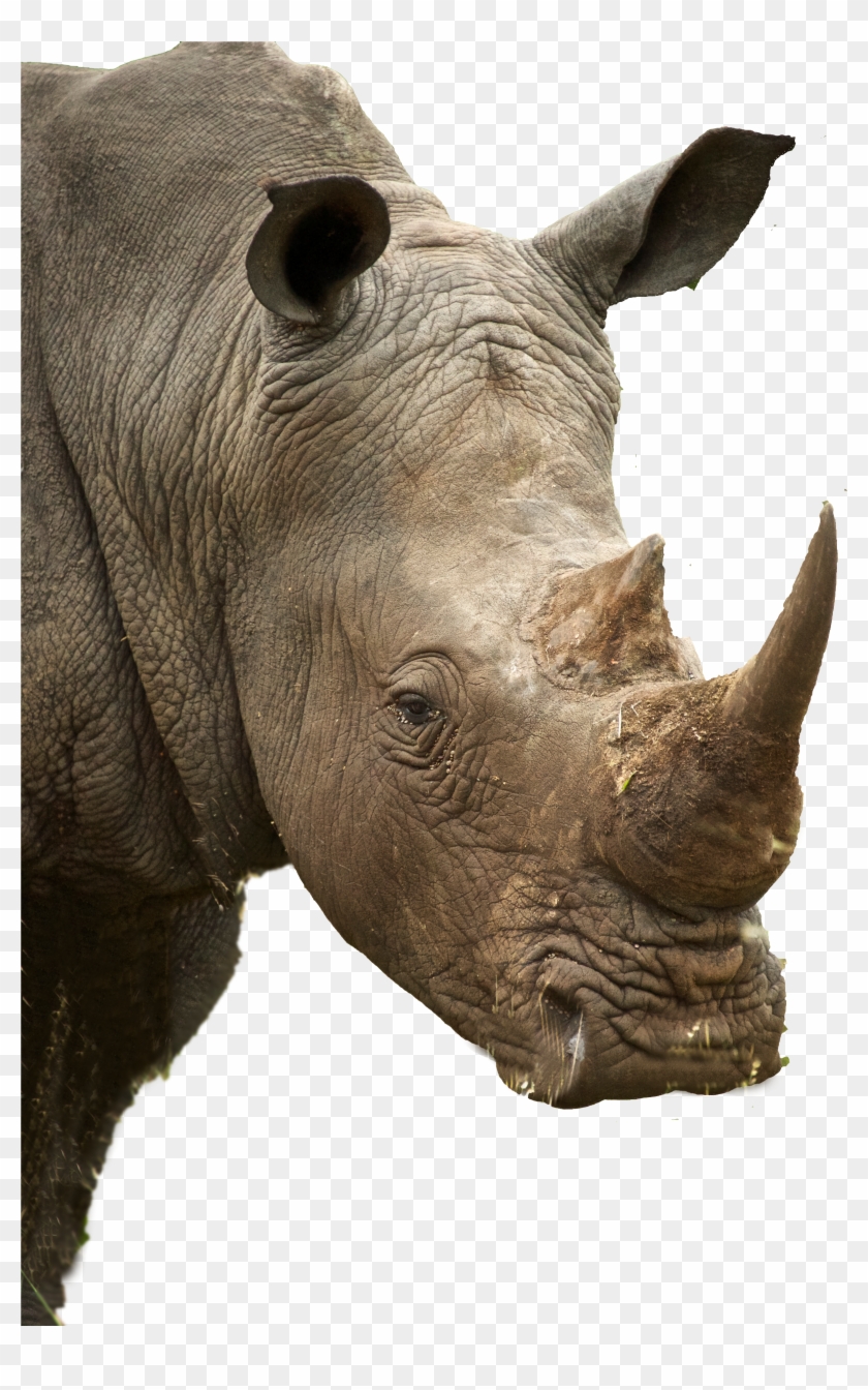 Detail Rhino Png Nomer 45