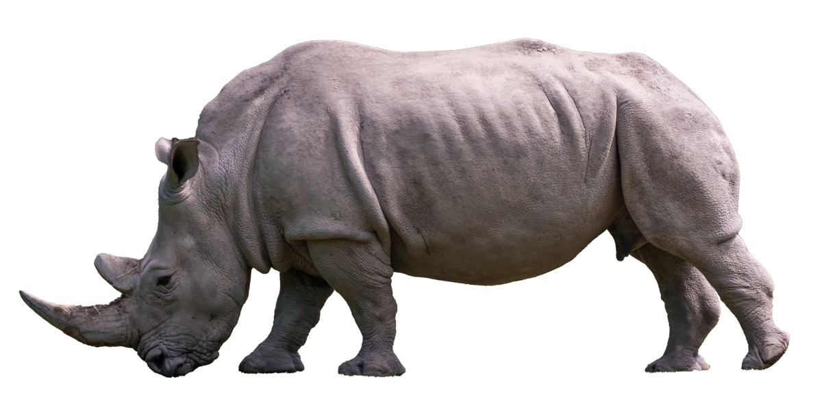 Rhino Transparent Background - KibrisPDR