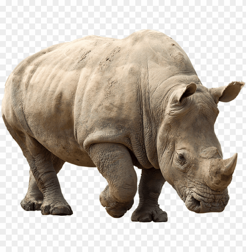 Detail Rhino Transparent Background Nomer 2