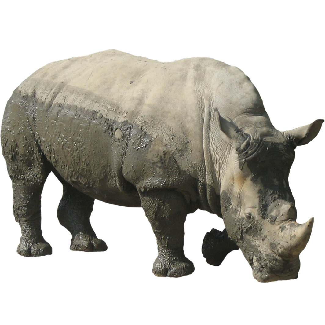 Detail Rhino Transparent Background Nomer 10
