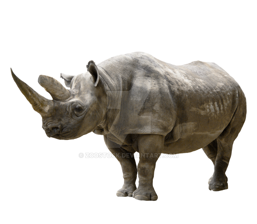 Detail Rhino Transparent Background Nomer 13