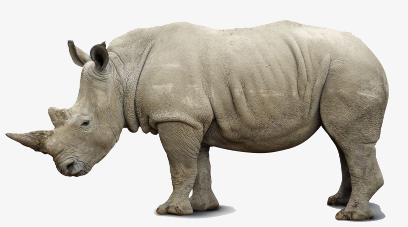 Detail Rhino Transparent Background Nomer 14