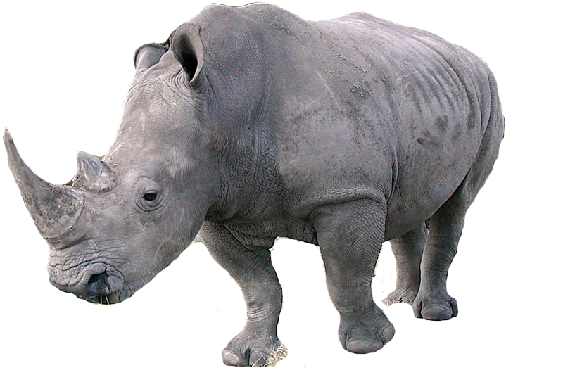 Detail Rhino Transparent Background Nomer 15