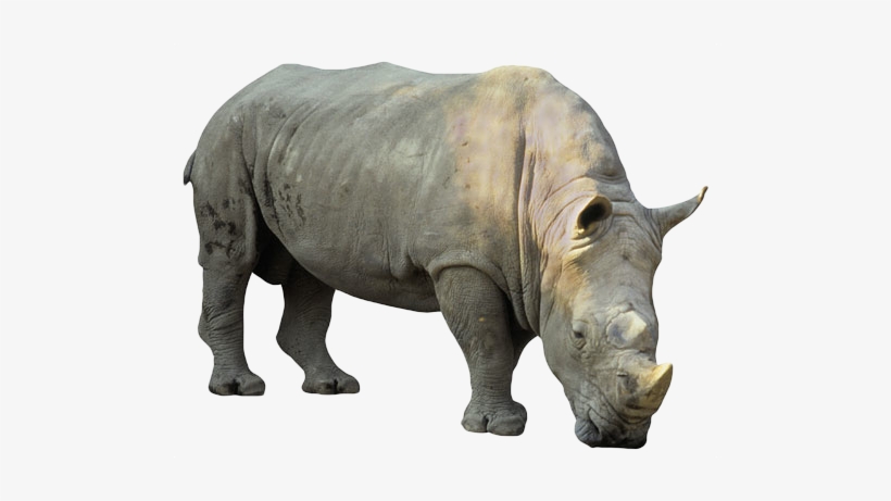 Detail Rhino Transparent Background Nomer 18