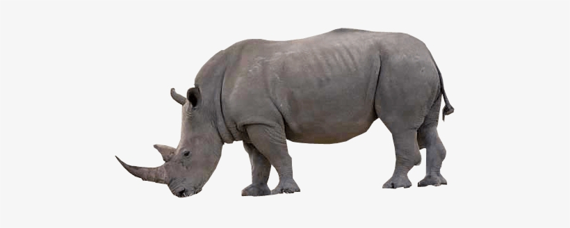 Detail Rhino Transparent Background Nomer 3