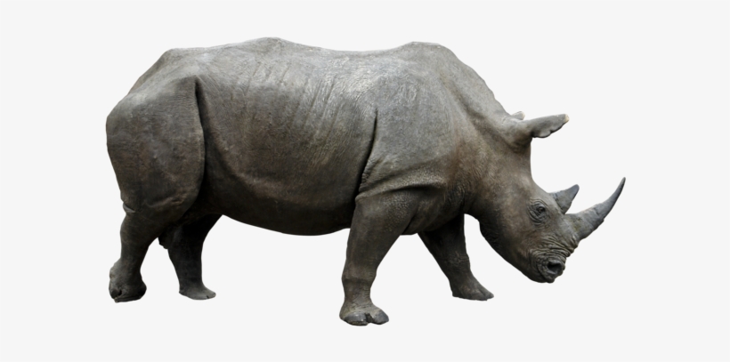 Detail Rhino Transparent Background Nomer 19