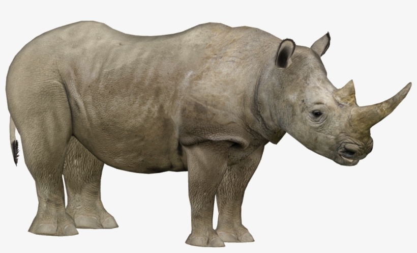 Detail Rhino Transparent Background Nomer 21