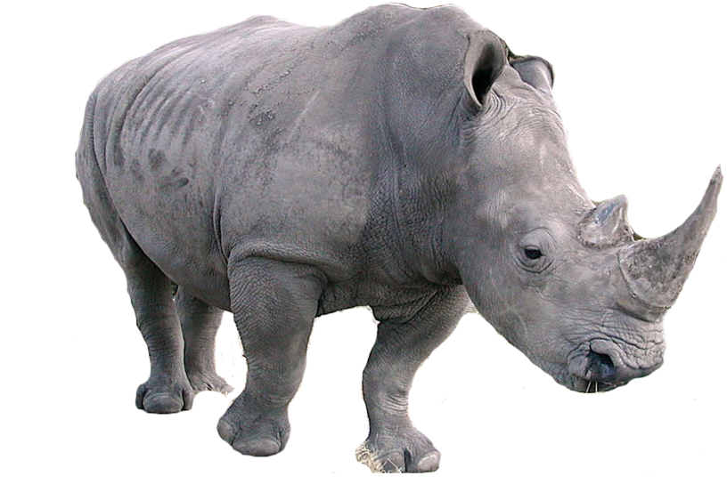 Detail Rhino Transparent Background Nomer 22