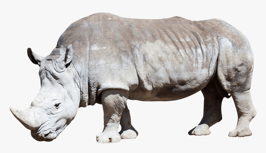 Detail Rhino Transparent Background Nomer 23