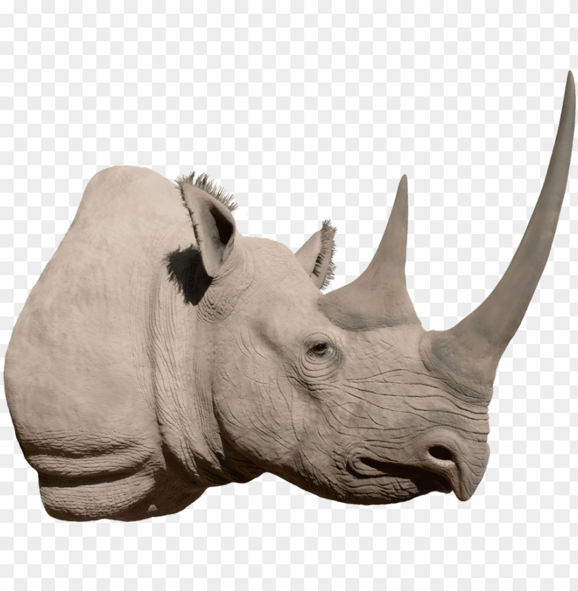 Detail Rhino Transparent Background Nomer 29