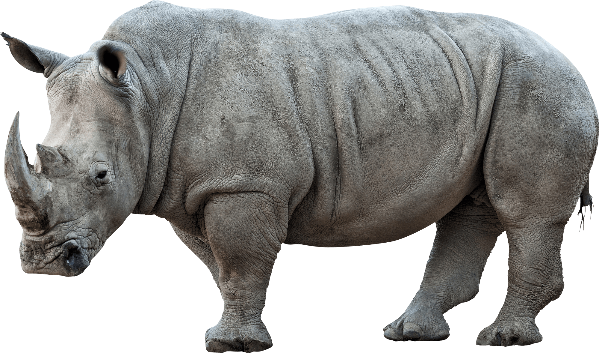 Detail Rhino Transparent Background Nomer 30