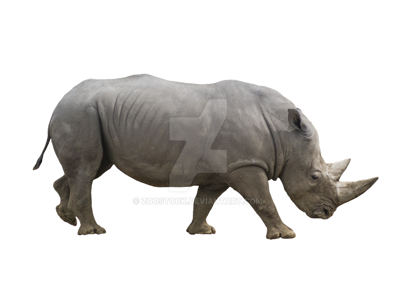 Detail Rhino Transparent Background Nomer 32