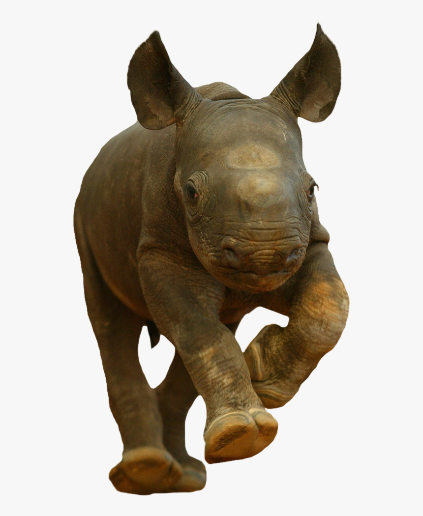 Detail Rhino Transparent Background Nomer 37