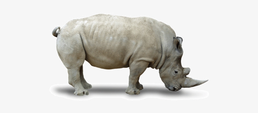 Detail Rhino Transparent Background Nomer 38