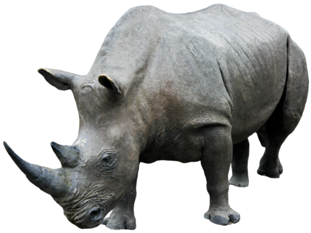 Detail Rhino Transparent Background Nomer 39