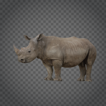 Detail Rhino Transparent Background Nomer 43