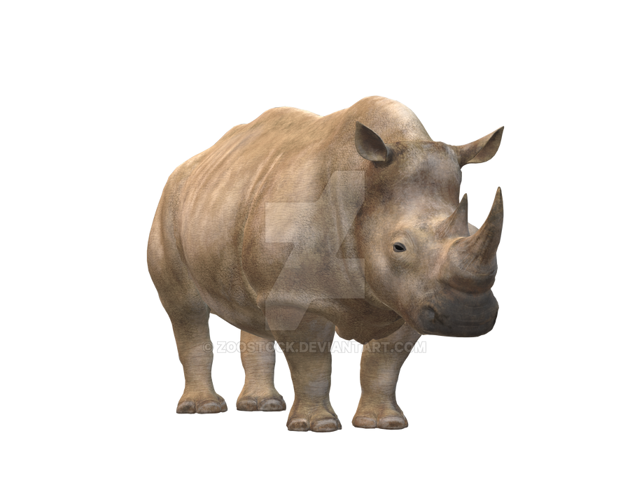 Detail Rhino Transparent Background Nomer 44