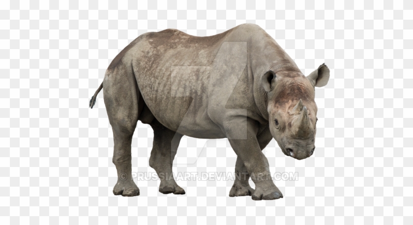 Detail Rhino Transparent Background Nomer 47