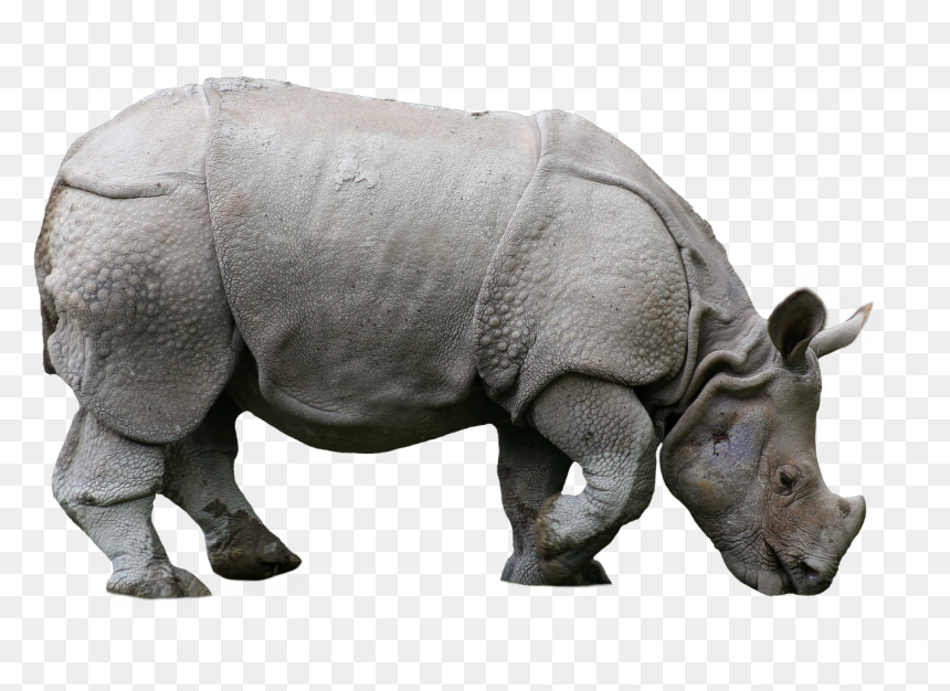 Detail Rhino Transparent Background Nomer 48