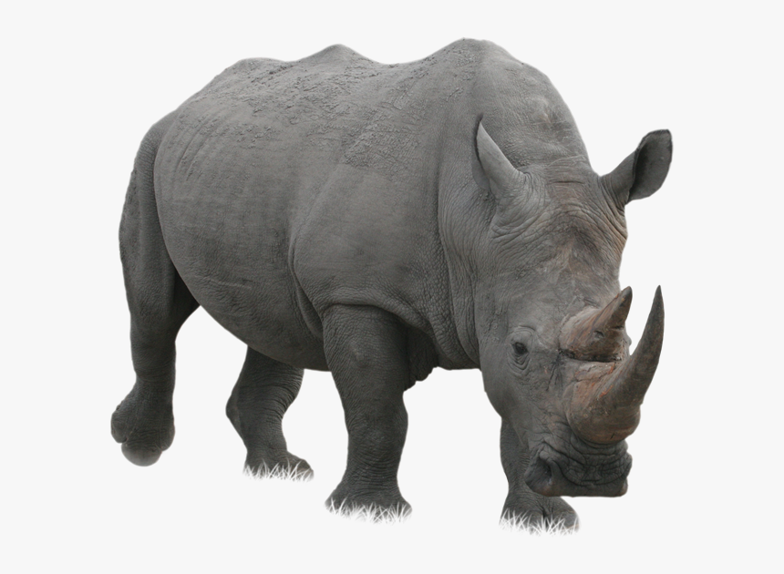 Detail Rhino Transparent Background Nomer 7