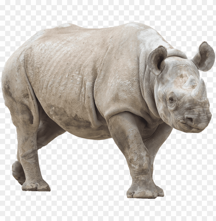 Detail Rhino Transparent Background Nomer 8