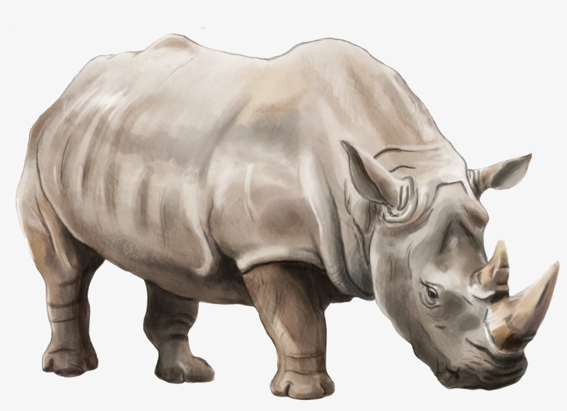 Detail Rhino Transparent Background Nomer 9