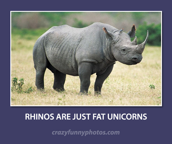 Detail Rhino Unicorn Meme Nomer 43