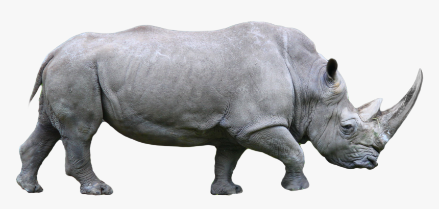 Detail Rhinoceros Free Nomer 21