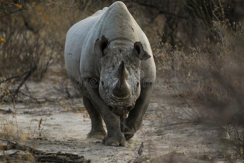 Detail Rhinoceros Free Nomer 44