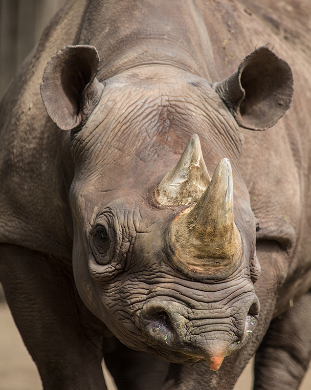 Detail Rhinoceros Images Nomer 12