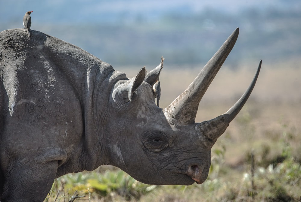 Detail Rhinoceros Images Nomer 22