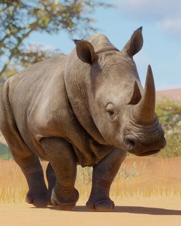 Detail Rhinoceros Images Nomer 32
