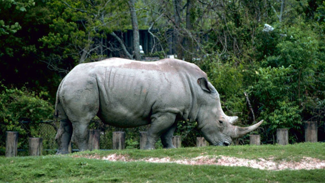 Detail Rhinoceros Images Nomer 50