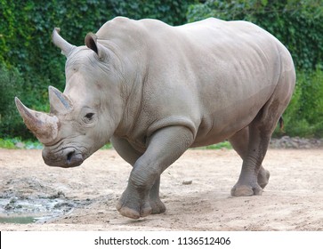 Detail Rhinoceros Images Nomer 6