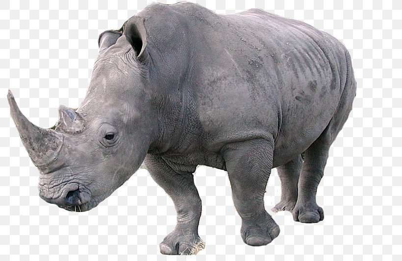 Detail Rhinoceros Png Nomer 8