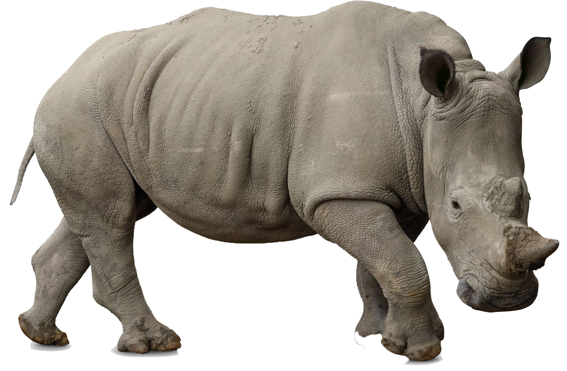 Detail Rhinoceros Png Nomer 9