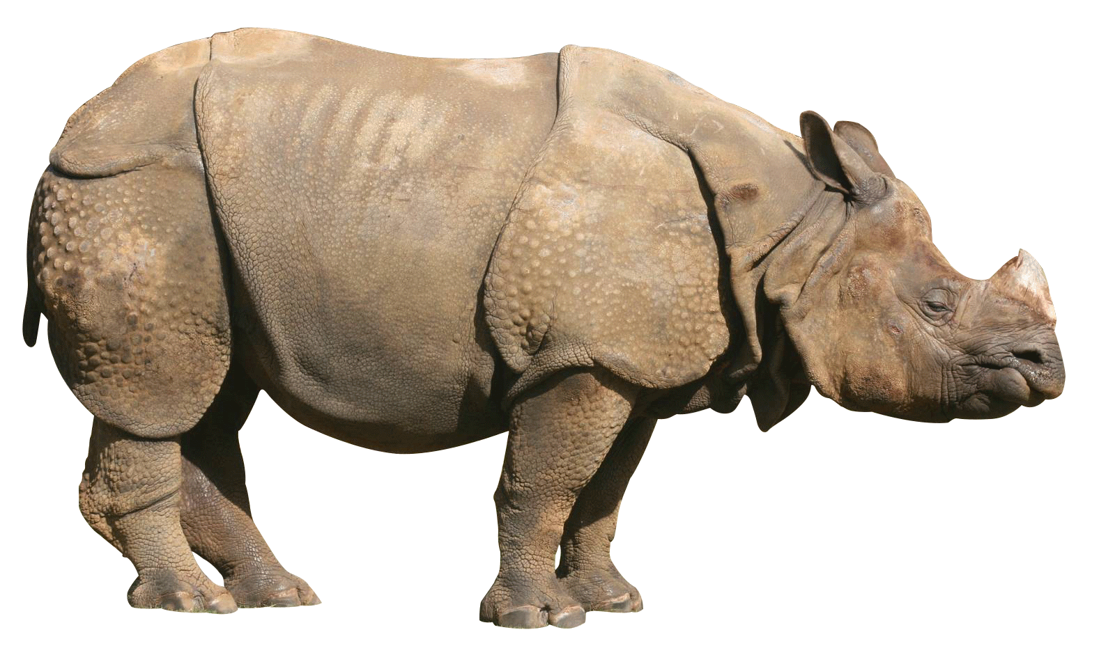 Detail Rhinoceros Png Nomer 11