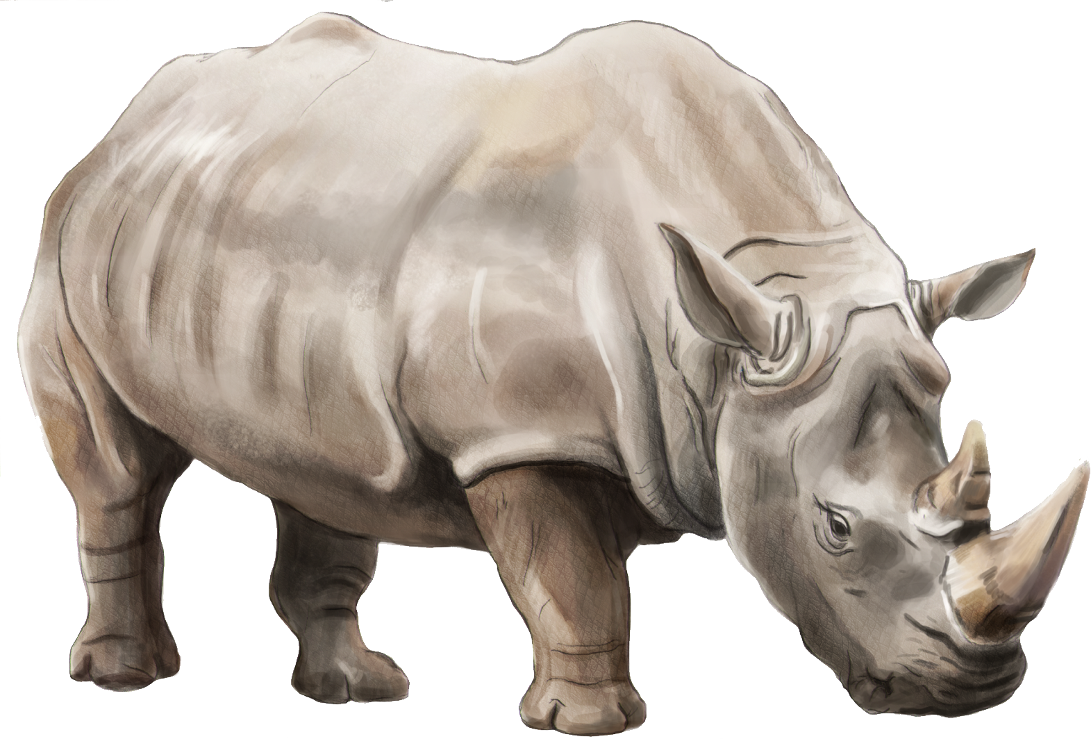 Detail Rhinoceros Png Nomer 15