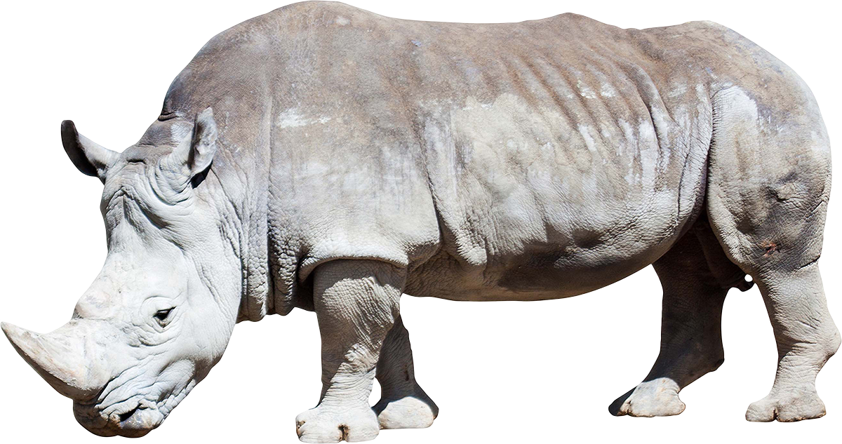 Detail Rhinoceros Png Nomer 19