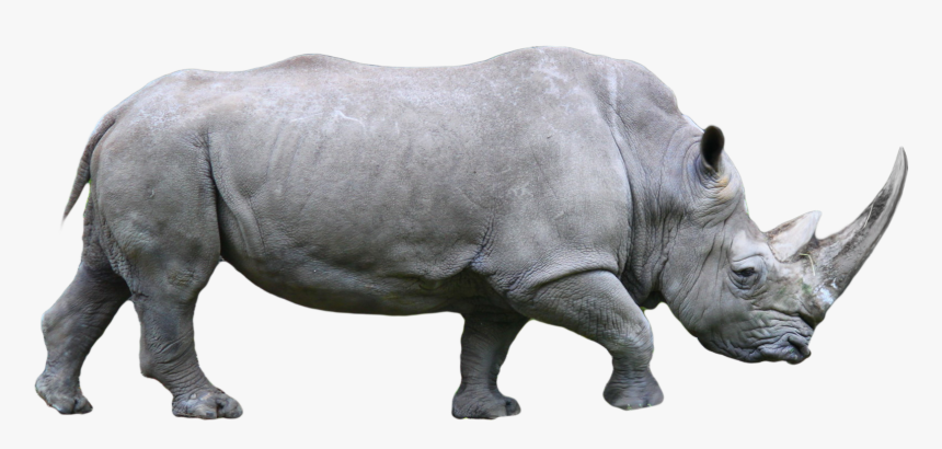 Detail Rhinoceros Png Nomer 2