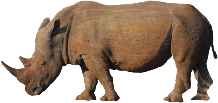 Detail Rhinoceros Png Nomer 29