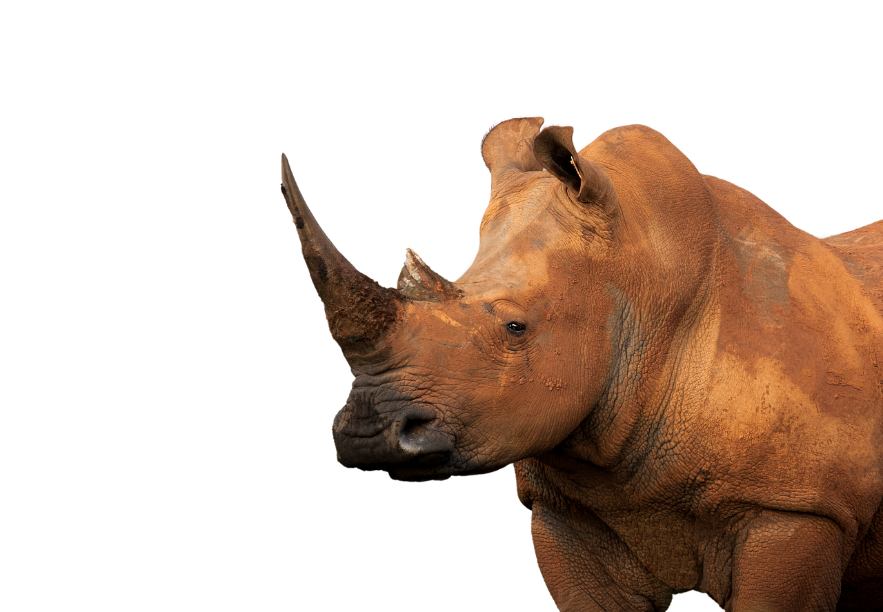 Detail Rhinoceros Png Nomer 50