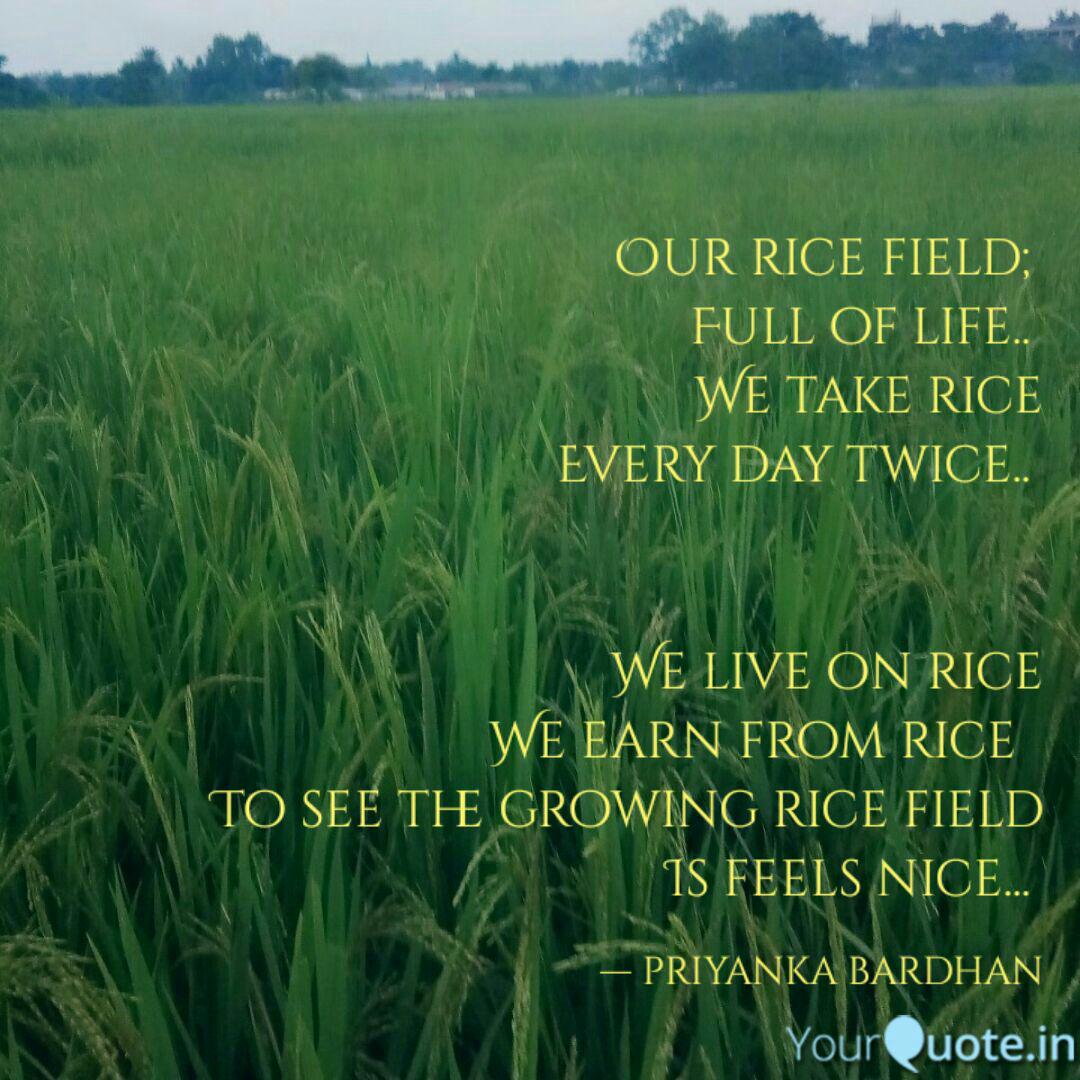 Detail Rice Field Quotes Nomer 12