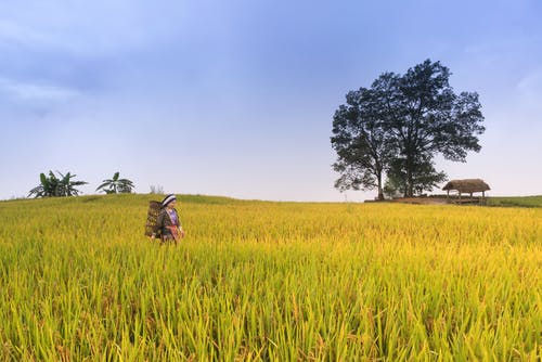 Detail Rice Field Wallpaper Nomer 12