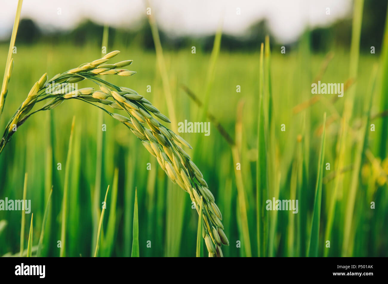 Detail Rice Field Wallpaper Nomer 13