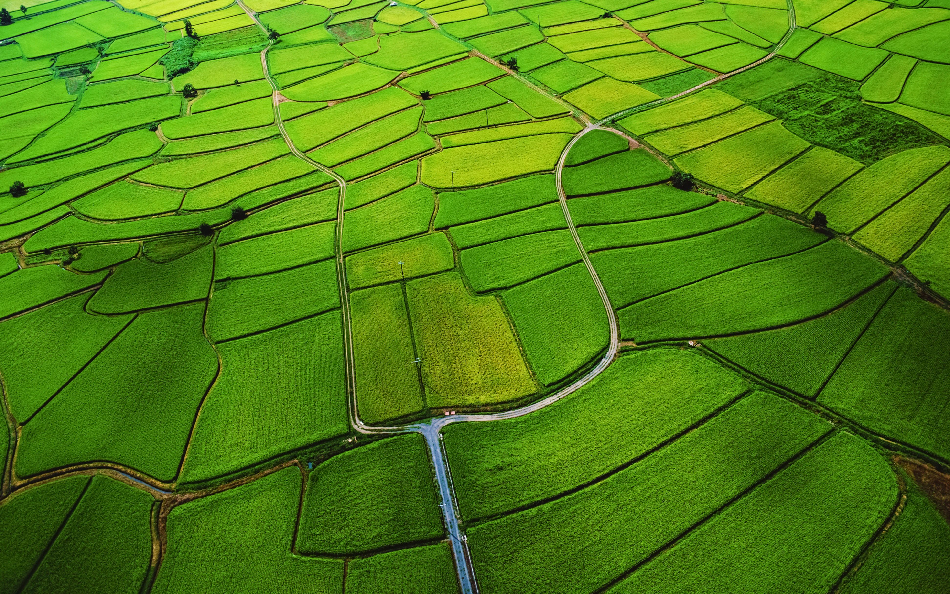 Detail Rice Field Wallpaper Nomer 14