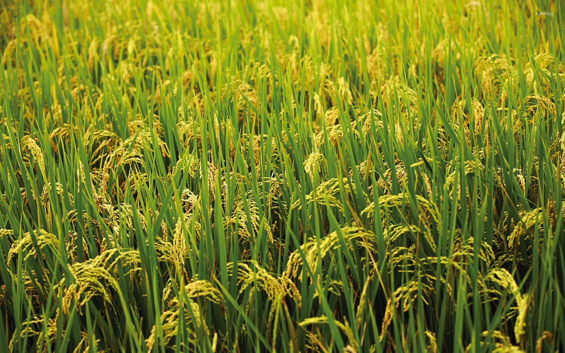 Detail Rice Field Wallpaper Nomer 16