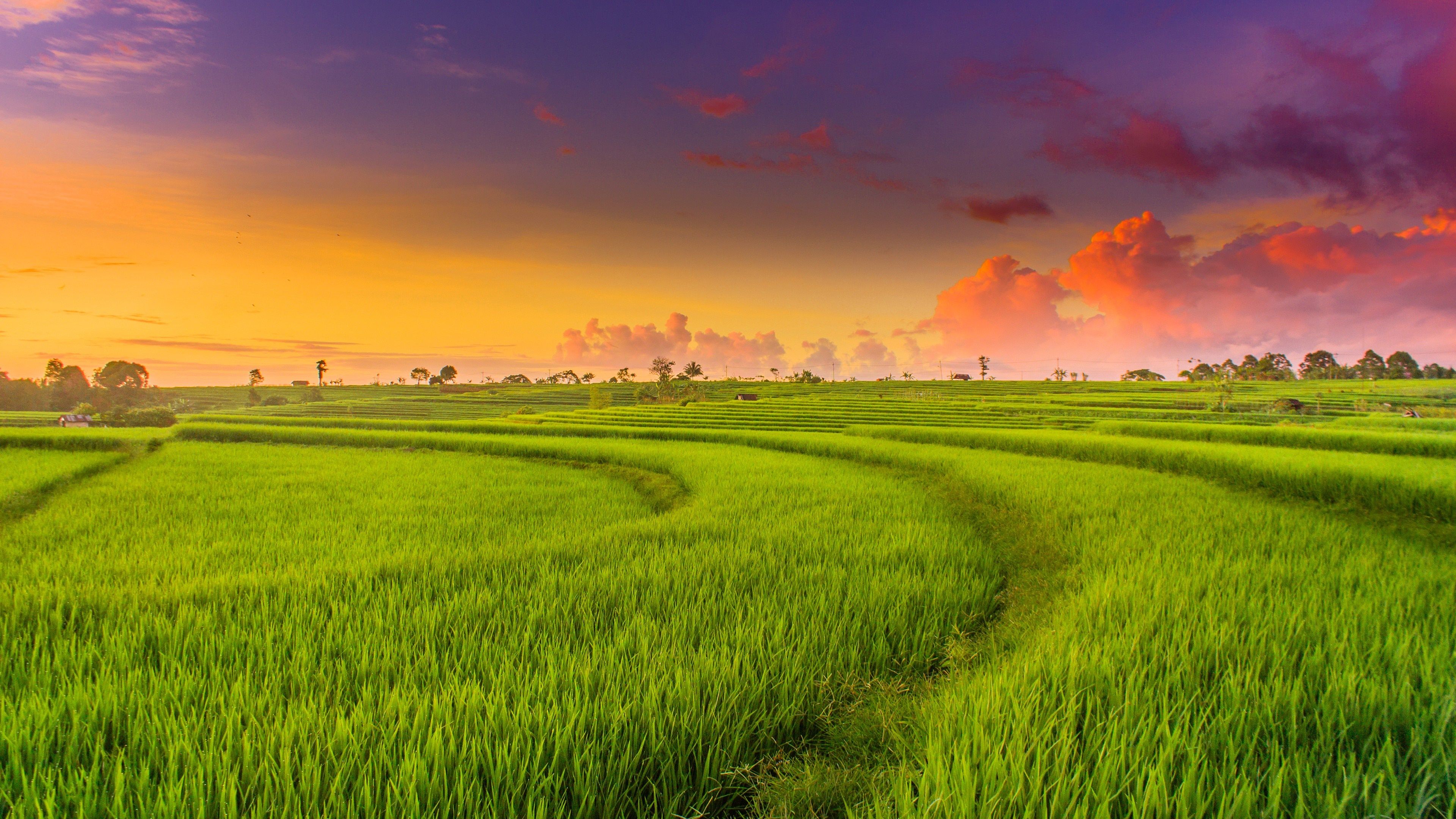 Detail Rice Field Wallpaper Nomer 3